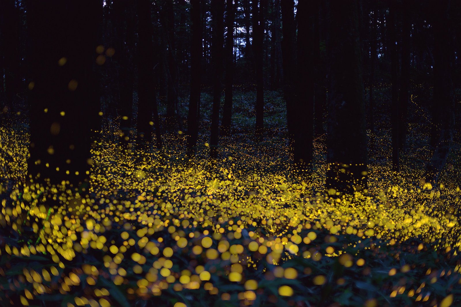 ../../_images/fireflies.jpg
